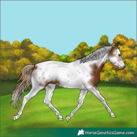 Horse Color:Gray Chestnut Splash Tobiano Frame 