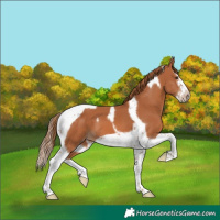Horse Color:Chestnut Splash Tobiano Frame 