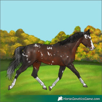 Horse Color:White Spotted Liver Chestnut Splash 