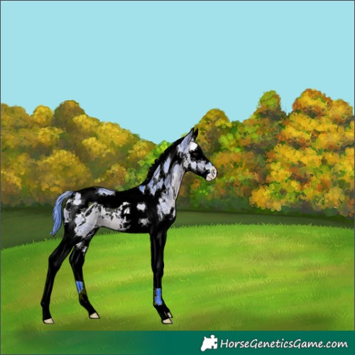 Horse Color:Watercolor White Spotted Brown Dun Splash Tobiano 