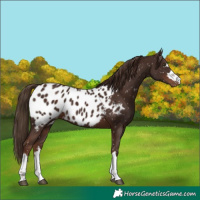 Horse Color:Liver Chestnut Appaloosa 