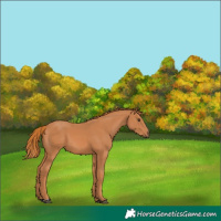 Horse Color:Chestnut 