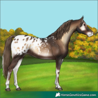 Horse Color:Liver Red Onyx Blanket 