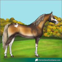 Horse Color:Chocolate Palomino Onyx Appaloosa 