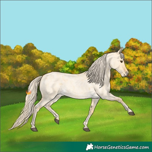 Horse Color:Palomino Roan Dun 