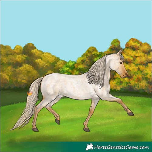 Horse Color:Palomino Roan Dun 