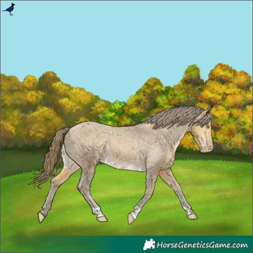 Horse Color:Sable Cream Champagne Varnish Rabicano