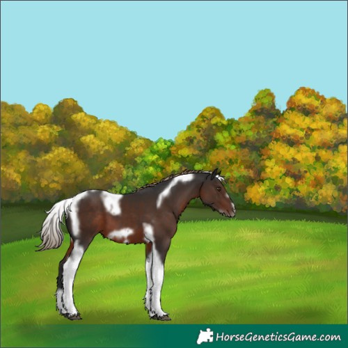 Horse Color:Liver Chestnut Tobiano Frame 