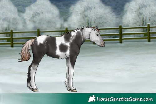 Horse Color:Liver Chestnut Tobiano Varnish