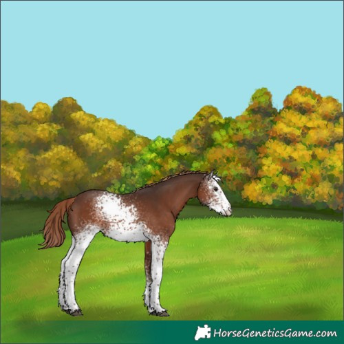 Horse Color:White Spotted Liver Chestnut Tobiano Appaloosa