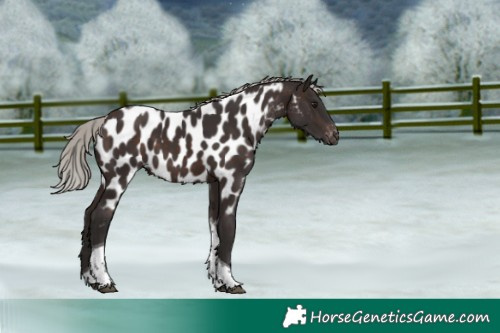 Horse Color:Silver Brown Tobiano Near Leopard