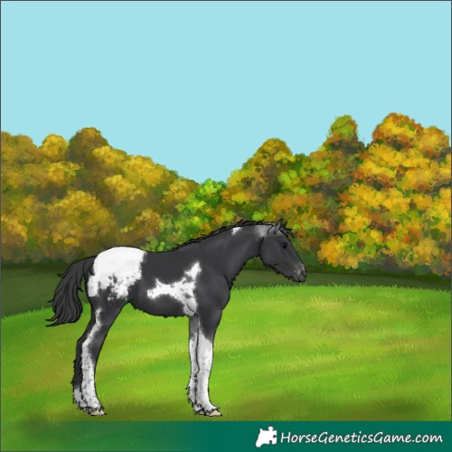 Horse Color:Black Tobiano Appaloosa