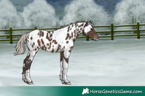 Horse Color:White Spotted Silver Black Tobiano Near Leopard