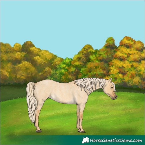 Horse Color:Palomino Roan Dun 
