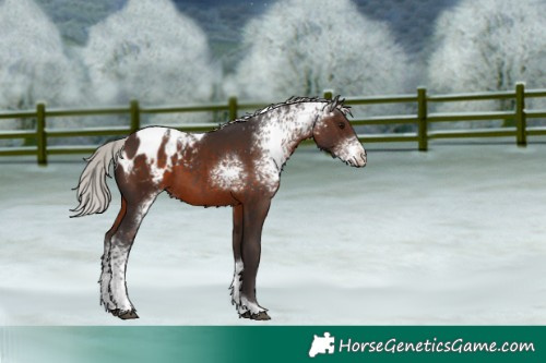 Horse Color:White Spotted Silver Brown Tobiano Blanket 