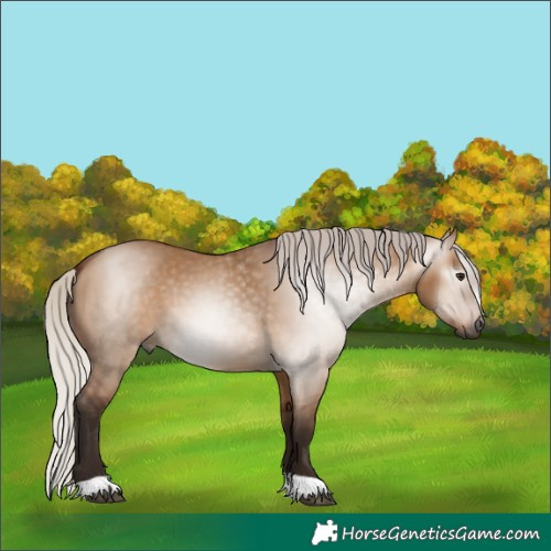 Horse Color:Gray Silver Bay Dun 