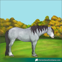 Horse Color:Amber Champagne Dun Sabino
