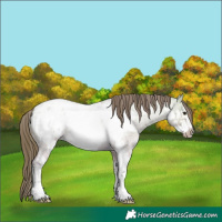 Horse Color:Bay Roan Dun Sabino Frame Appaloosa 
