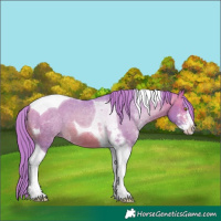 Horse Color:Watercolor Bay Pearl Sabino Tobiano Appaloosa