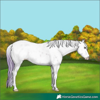 Horse Color:Watercolor Brown Dun Sabino Blanket 
