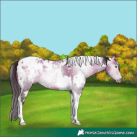 Horse Color:Gray White Spotted Sable Champagne Dun Tobiano Appaloosa 