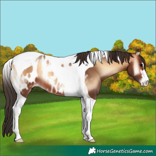 Horse Color:Bay Onyx Tobiano Near Leopard 