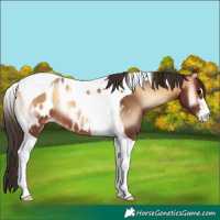 Horse Color:Bay Onyx Tobiano Near Leopard 