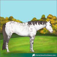 Horse Color:Platinum Buckskin Onyx Appaloosa 