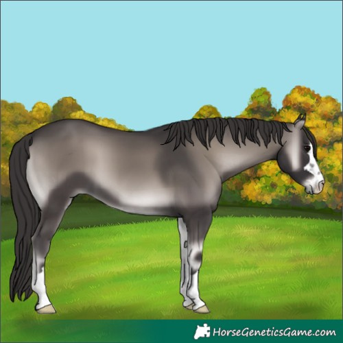 Horse Color:Platinum Smoky Blue Onyx 