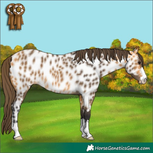 Horse Color:Buckskin Near Leopard 