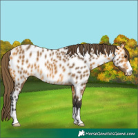 Horse Color:Buckskin Appaloosa 
