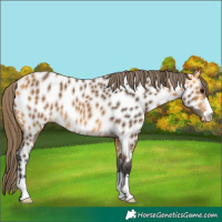 Horse Color:Buckskin Appaloosa 