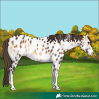 Horse Color:Buckskin Onyx Appaloosa 