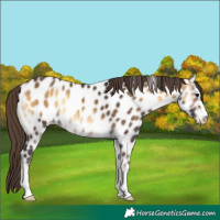 Horse Color:Buckskin Onyx Near Leopard 