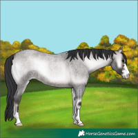 Horse Color:Platinum Brown Roan Onyx 