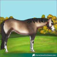 Horse Color:Bay Onyx 