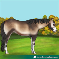 Horse Color:Bay Onyx 