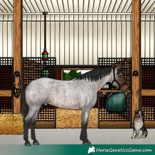 Horse Color:Brown Roan 