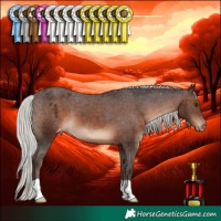 Horse Color:Silver Brown Appaloosa