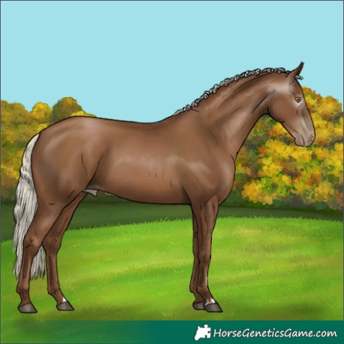 Horse Color:Gray Silver Black Pearl