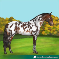 Horse Color:Bay Tobiano Near Leopard Rabicano 
