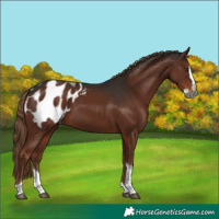 Horse Color:Gray Liver Chestnut Splash Tobiano Appaloosa