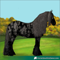 Horse Color:Void Grullo Sabino Appaloosa Rabicano