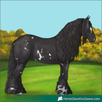 Horse Color:White Spotted Smoky Black Rabicano