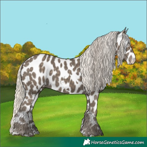 Horse Color:White Spotted Silver Smoky Black Appaloosa 