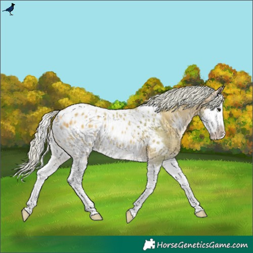 Horse Color:Watercolor Silver Buckskin Onyx Splash Appaloosa 