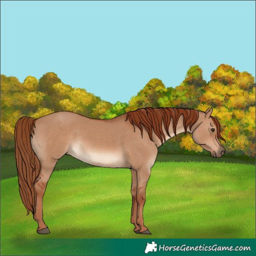 Horse Color:Red Dun