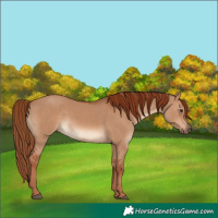 Horse Color:Red Dun 