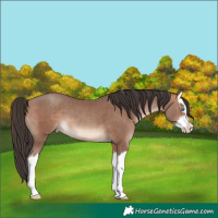 Horse Color:Sable Champagne Splash