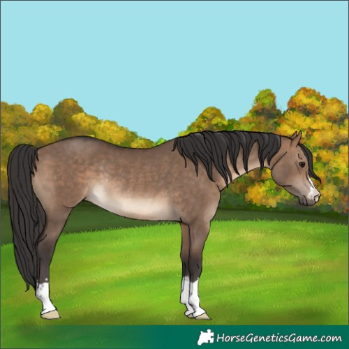 Horse Color:Brown Dun Rabicano 